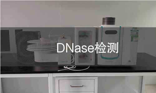 DNase检测
