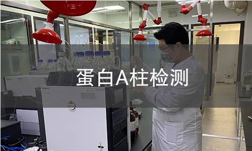蛋白A柱检测