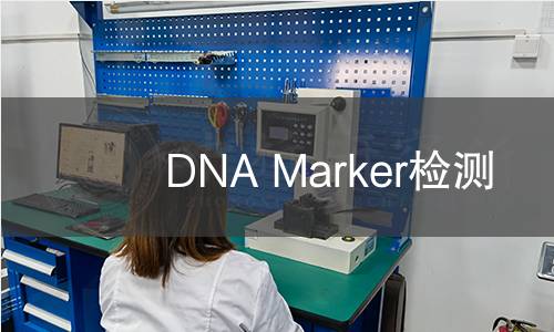 DNA Marker检测