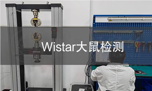 Wistar大鼠检测