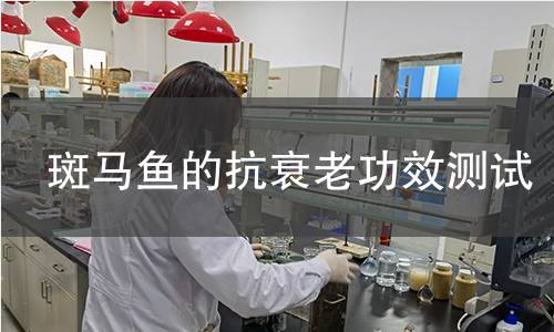 斑马鱼的抗衰老功效测试