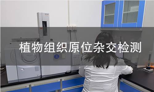 植物组织原位杂交检测
