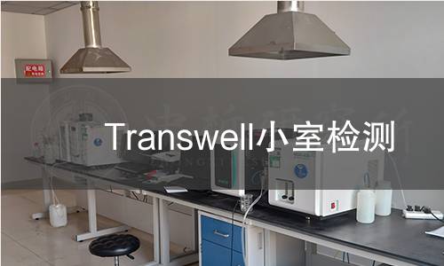 Transwell小室检测