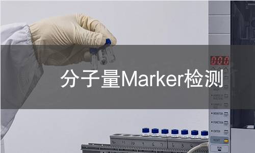 分子量Marker检测