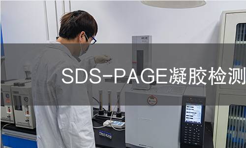 SDS-PAGE凝胶检测